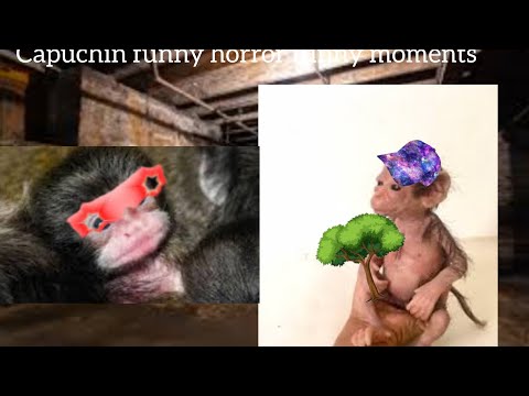 Capuchin horror funky moments