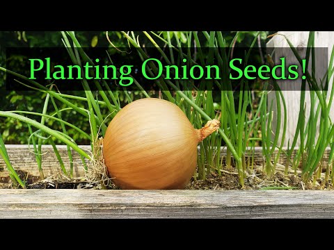 , title : 'Planting Onion Seeds For Beginners'