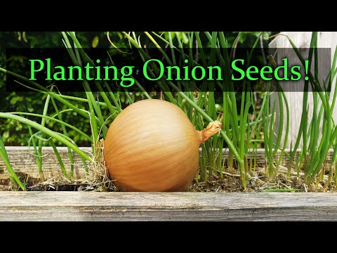 How To Grow An Onion From An Onion Bottom 2019