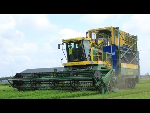 **BIG Ploeger MKC-2TR in Action with 6,5 Meters harvesting parsley On Tracks!