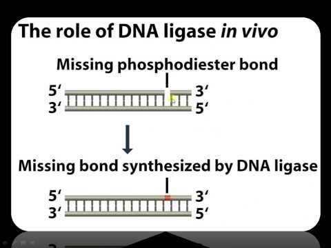 Ligase - Definition and Examples - Biology Online Dictionary