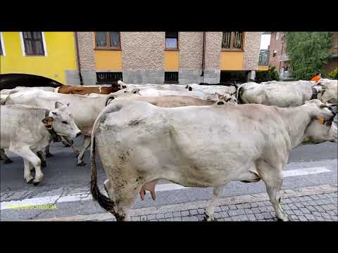 LA PIU' GRANDE TRANSUMANZA DELLA VALLE VERMENAGNA PASSA A ROBILANTE (CN) DOM. 2 - 7 - 2023.