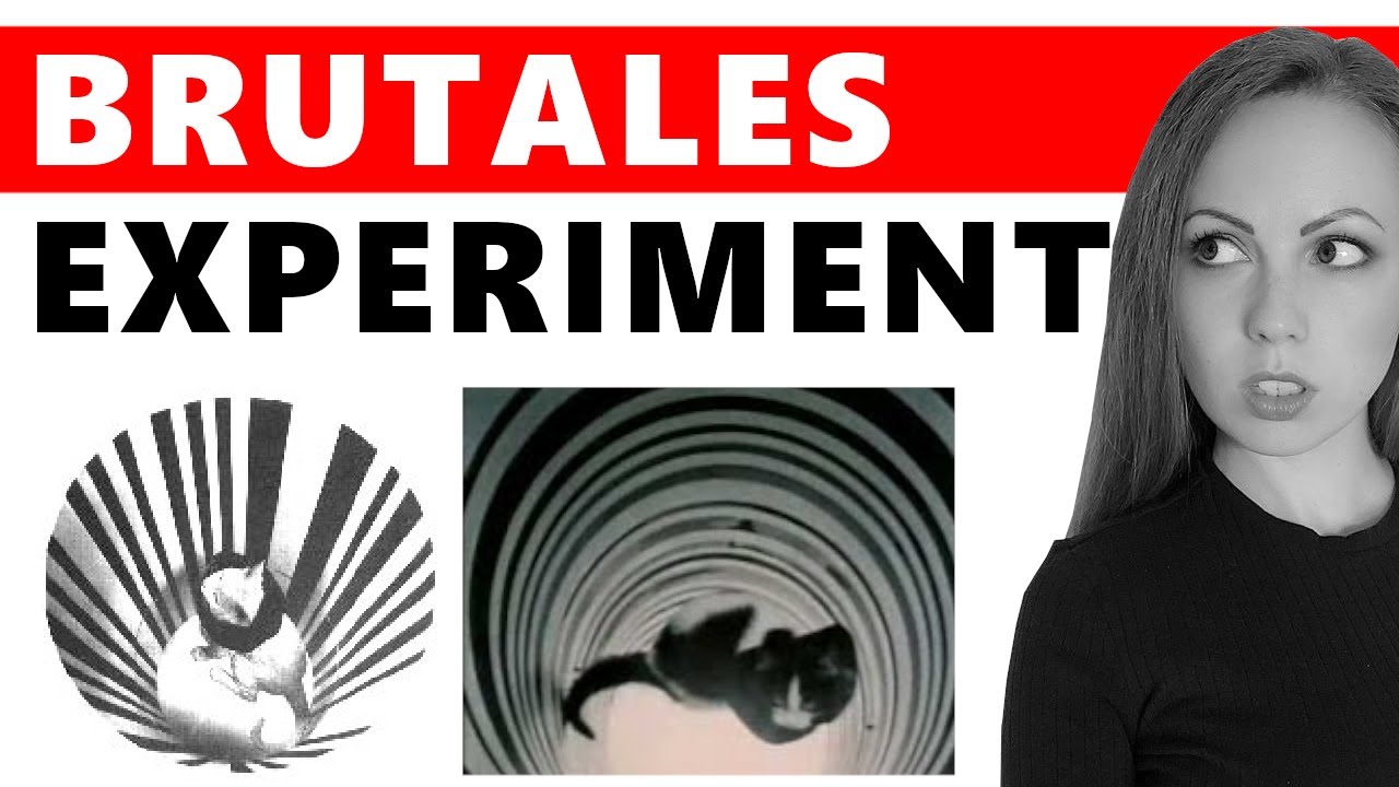 Warum du in deiner eigenen Realität gefangen bist (Kätzchen-Experiment!)