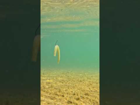 HOW TO: Wacky Rig SENKO Catches FISH! #bassfishingismylife #largemouthbass #fishing