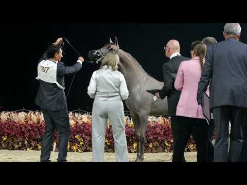 DUBAI STUD ACHIVEMENTS - Day 1, GCAT Doha 2024