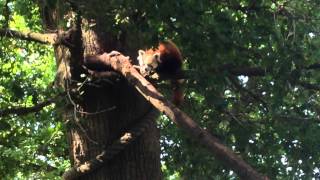 preview picture of video 'Red Panda at Marwell Zoo'