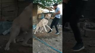 Most Powerful Breed In The World TURKISH KANGAL DOG 🔥🌏 #shorts