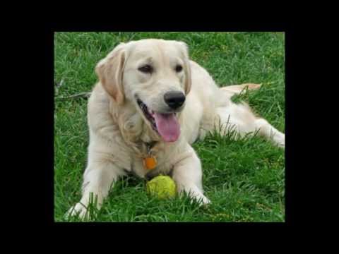 Diario De Un Perro - Mensaje a La Conciencia