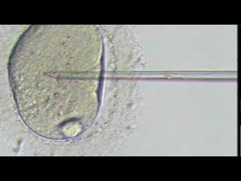 PJ Harvey Yuri G Music Video