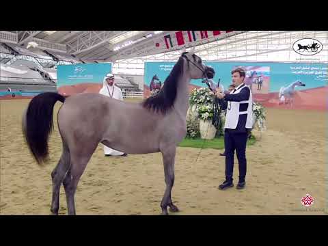 N 13 THEIA AL JOOD   Qatar Nationals for Individual Owners 2022   Yearling Fillies Class 1A