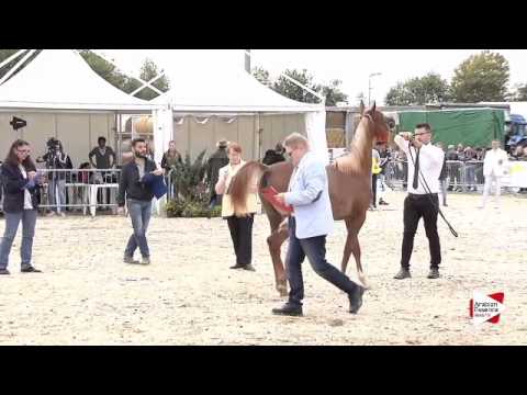N.1 EL ZILAL TAKIYAH - Bergamo 2015 - Yearling Fillies (Class 1A)