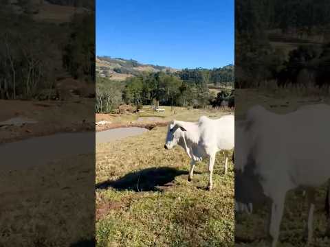 Linda chácara a venda no oeste de Santa Catarina