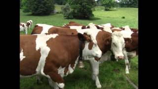 preview picture of video 'Calling the Cows of the Jura'