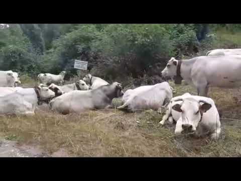 Mandria di vacche  al pascolo fra Dronero e Montemale video di Nadia la mamma di Cristian Gribaudo