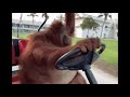 Life Could Be A Dream But With More Monke