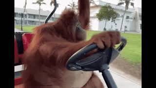 Cover art for life could be a dream