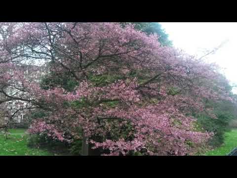 @ionbogdanstefanescu  Gabriel Mălăncioiu - Sonic Visions