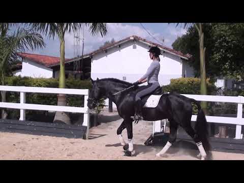 Matuto do Castanheiro Cavalos puro sangue Lusitanos - Coudelaria aguilar
