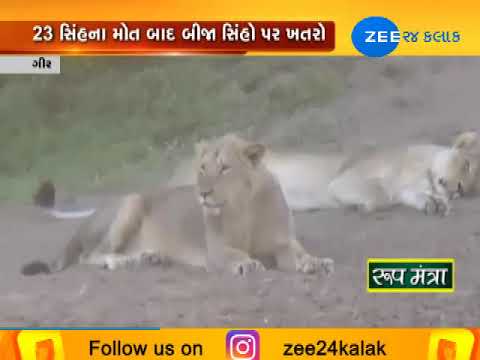 Gir: during testing by ICMR of 27 lion, virus found from 21 lions sampling | Zee24Kalak
