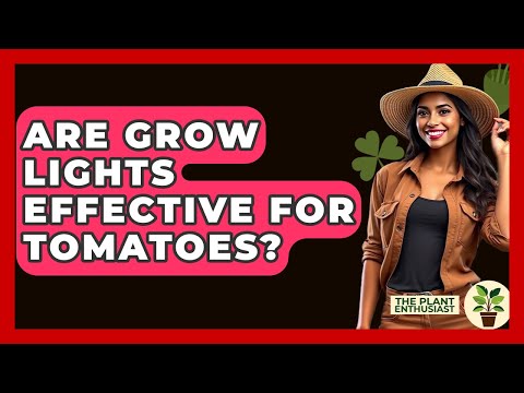 Are Grow Lights Effective For Tomatoes? - The Plant Enthusiast