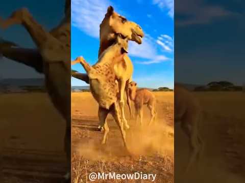 Will the camel successfully fight back against the hyena?🐪🐆❓Tense Moment!  낙타가 표범에게 반격에 성공할 수 있을까