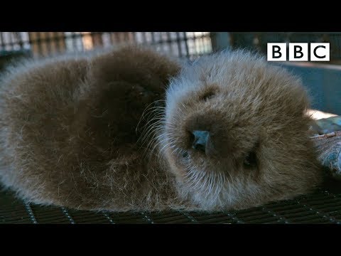 Welcome to the orphaned sea otter salon | Super Cute Animals - BBC