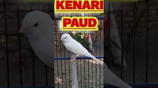 Download lagu KENARI PUTIH PAUD KRIWIKAN || Spek Kicau & Anggungan mp3 Download lagu KENARI PUTIH PAUD KRIWIKAN || Spek Kicau & Anggungan mp3