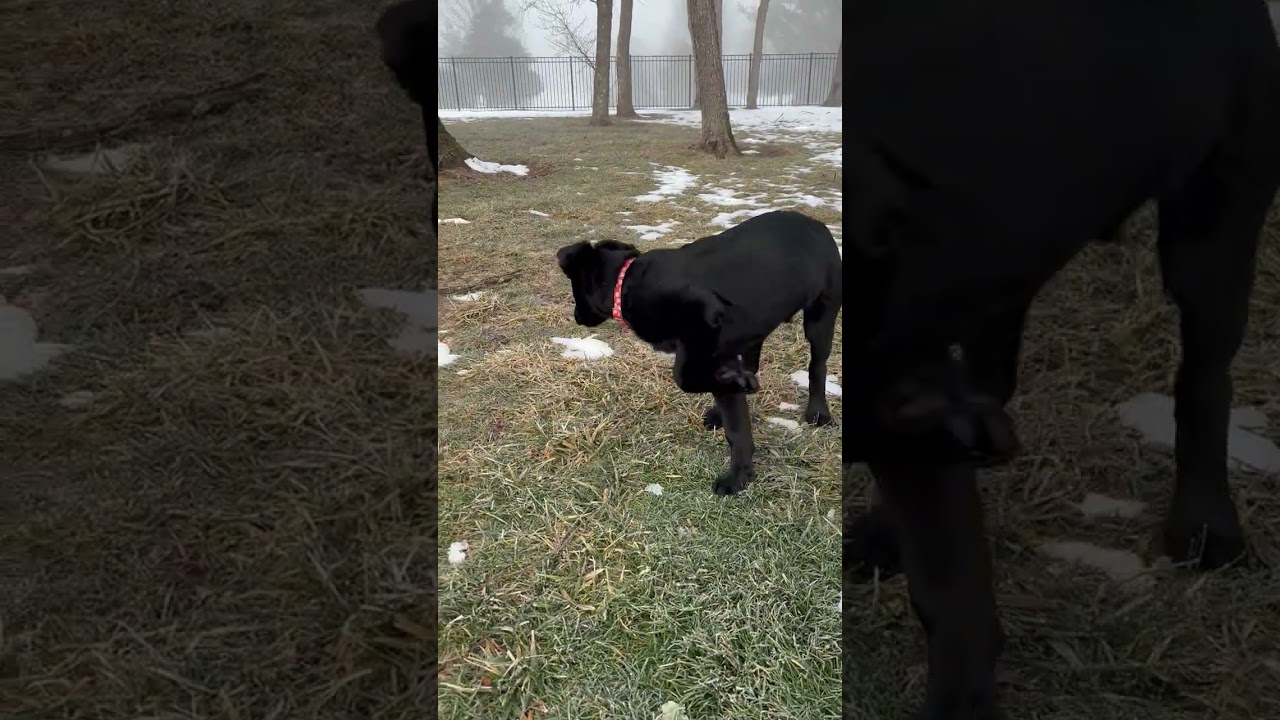 Enlarge Kiara, an adoptable mixed breed in Warrington, PA video 4/6