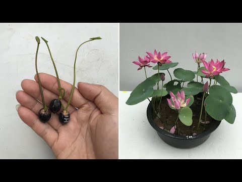 Wie man Lotus aus Samen züchtet, um schnell für Anfänger zu keimen