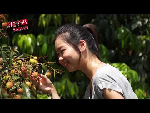南西のライチ (Lychees of Nanxi )