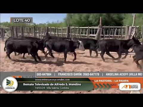 14-03-24 - Remate Televisado de Alfredo S. Mondino - Villa Valeria, Córdoba