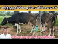 மாடு நஞ்சுக்கொடி போடவில்லை என்றால் எ