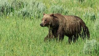 Nikon Wildlife Photography with the Nikon Z 8