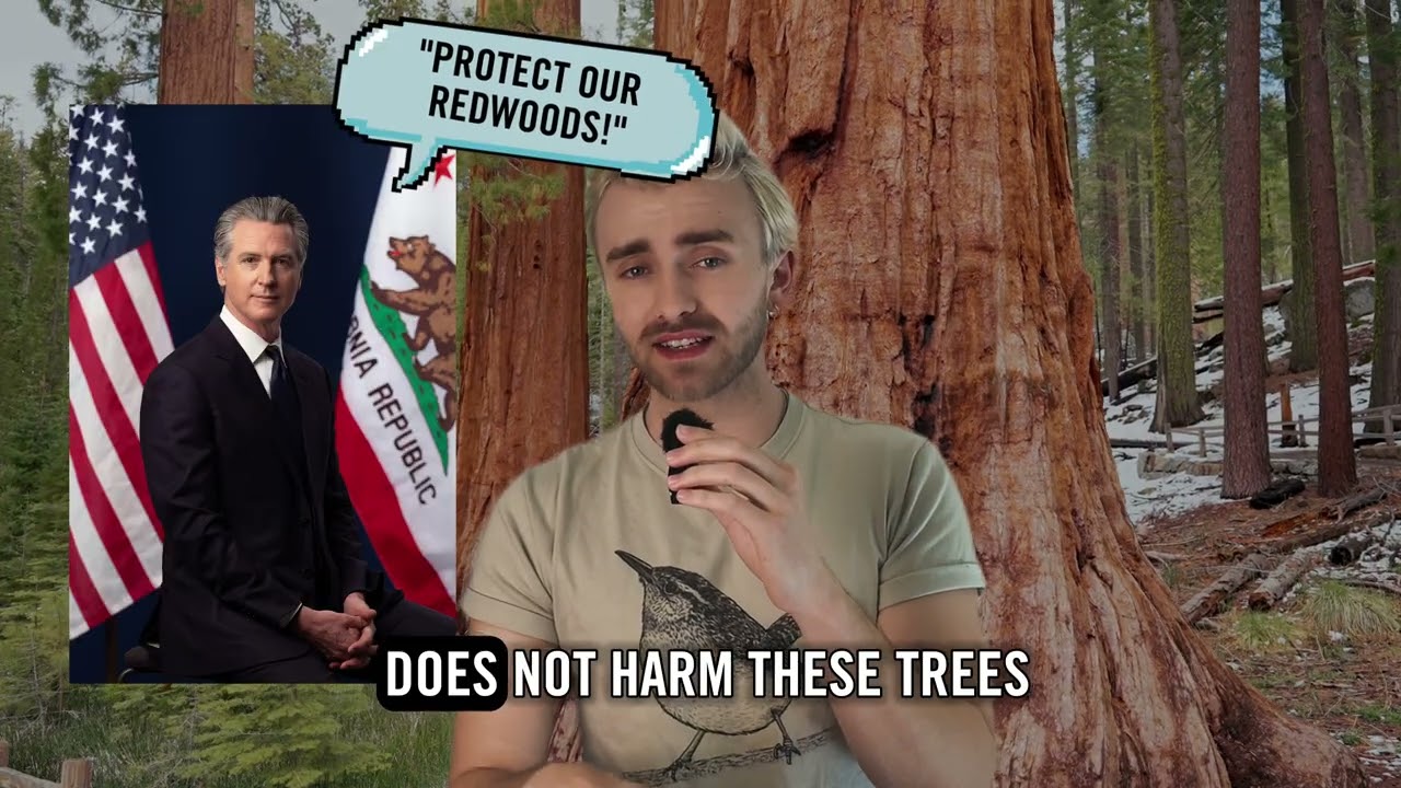 Protect Redwoods from Highway Expansion
