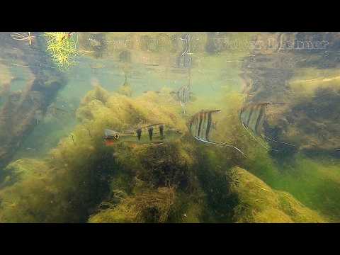 Angelfish in the Wild: Amazon, Rio Tapajós and Rio Negro - Acará Bandeira, Skalare