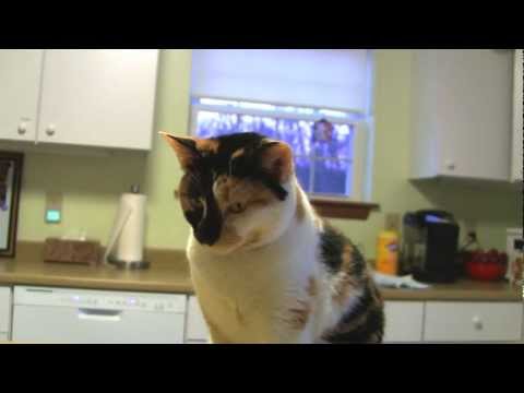 Bethany, an adopted Calico in Manchester, CT_image-1