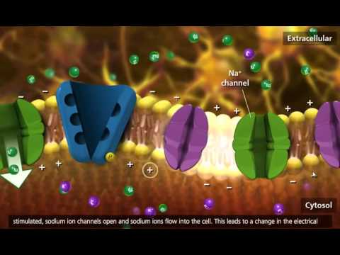 Nerve Impulse Molecular Mechanism [3D Animation]