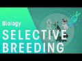 Selective Breeding | Evolution | Biology | FuseSchool