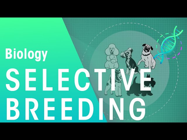 Understanding Selective Breeding: The Science Behind Evolution and ...