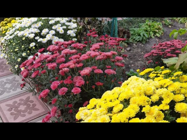Как ускорить цветение хризантем осенью. Хризантема мультифлора микс. Хризантема корейская тайна амазонки. Как ускорить цветение хризантем осенью. Хризантема беложовт.