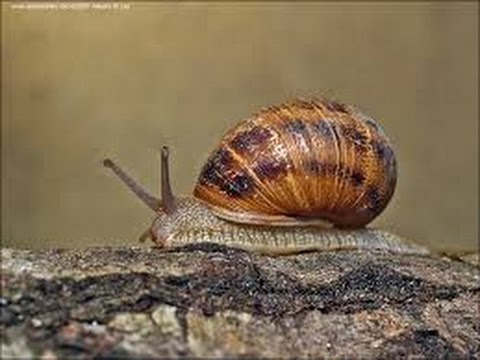 Il risveglio della chiocciola ( lumaca ) - Escargot - Snail - カタツムリ