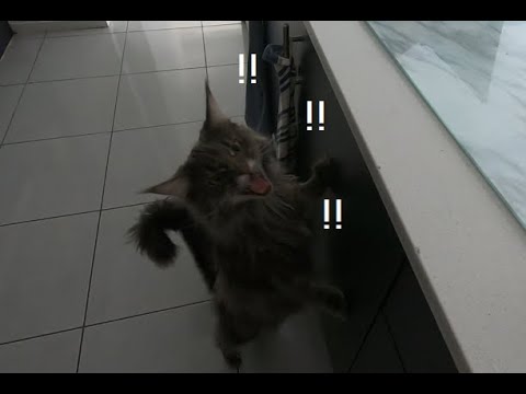 What feeding a Maine Coon Cat is like!