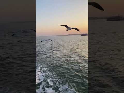 MaShaAllah❤️So Many Seabirds #viral#birds#explore#youtubeshorts#shorts#suraiyalife#cute#share#fyp