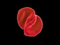 Peter Gabriel      The Power Of The Heart