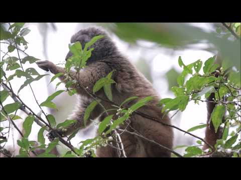 Eulemur albifrons eating