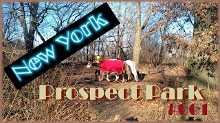 Walking around Prospect park