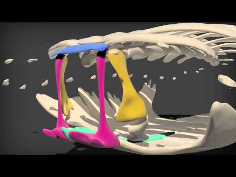 Evolution of the Turtle Shoulder Girdle