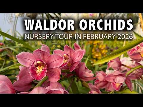 Waldor Orchids Nursery Tour - February 2026 | Cattleya Specimens Full of Flowers + Rare Cymbidiums