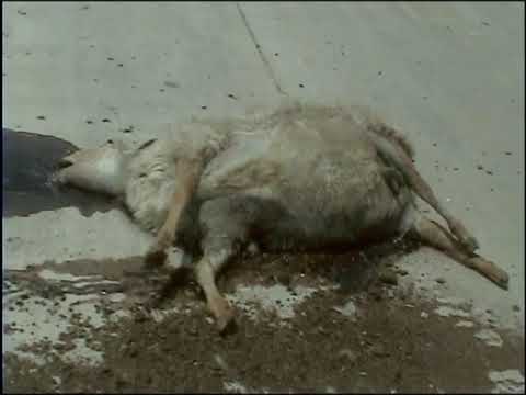 Frédérique Devaux and Michel Armager - Cinexpérimentaux 10: CHRISTOPHE KARABACHE