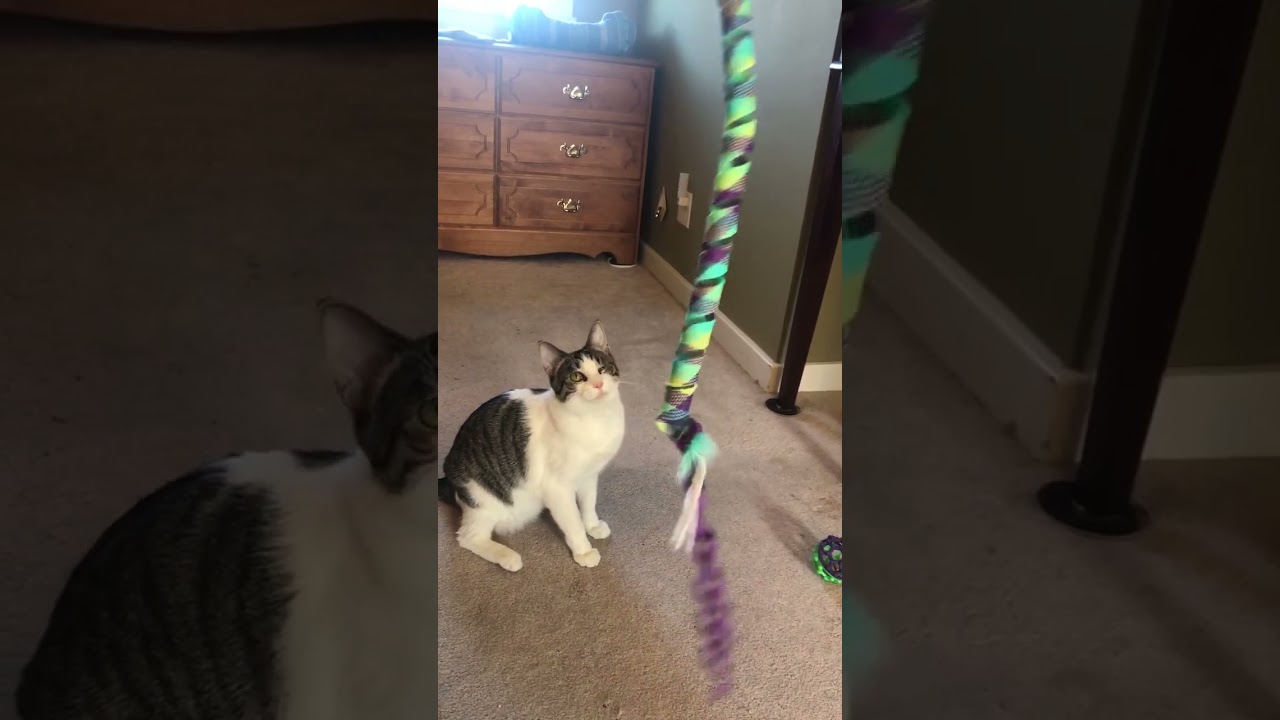 Enlarge Zappa, a Adoptable mixed breed in Greensburg, PA video 2/6